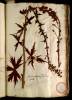  Fol. 2 

Aconitum ponticum Lycoctonon album